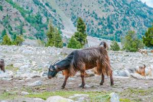 les chèvres paissent dans les pâturages des prairies féeriques paysage nanga parbat au milieu des montagnes. photo