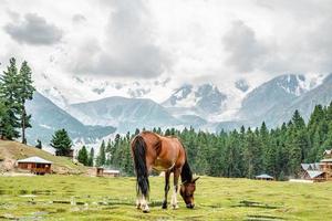 Heures de paître dans les pâturages Fairy meadows Nanga Parbat Mountains view point photo