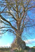 vue d'une cime d'arbre un jour d'été photo