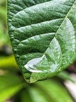 feuilles vertes en gouttes de rosée. plantes après la pluie. faible profondeur de champ photo