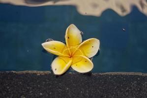 belles fleurs tropicales de plumeria sur la piscine photo