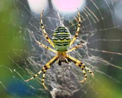 l'araignée guêpe est devenue araignée de l'année en 2001. sur un pré du jardin. photo