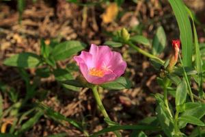 verdolaga, amarante, petite berce -les fleurs s'épanouissent le matin et révèlent un beau bouquet de fleurs naturellement dans le jardin de devant qui sert à décorer le jardin, naturel photo