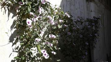 fleurs blanches et violettes dans le jardin photo