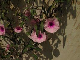 fleurs violettes et blanches au soleil dans le jardin photo