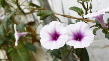 fleurs blanches et violettes dans le jardin photo