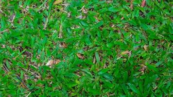 belle herbe verte avec des feuilles sèches en arrière-plan photo