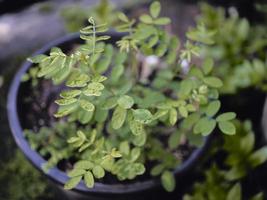 jeune plante indigo en croissance. fond naturel photo