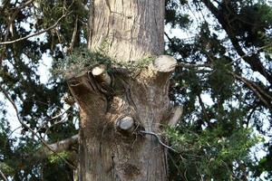 texture du tronc d'arbre et de l'écorce des arbres. photo