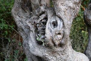 texture du tronc d'arbre et de l'écorce des arbres. photo