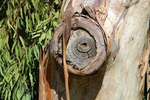 texture du tronc d'arbre et de l'écorce des arbres. photo