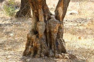 texture du tronc d'arbre et de l'écorce des arbres. photo