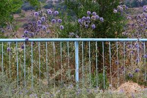 des plantes vertes et des fleurs poussent le long de la clôture. photo