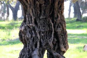 texture du tronc d'arbre et de l'écorce des arbres. photo