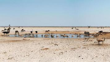 animaux autour d'un point d'eau lors d'un fort courant d'air dans le parc national d'etosha. namibie photo