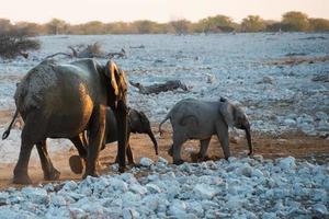 grand éléphant avec deux bébés éléphants qui s'éloignent photo