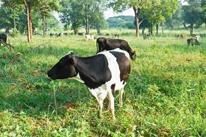 vache noire et blanche dans une ferme laitière photo