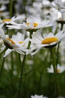 marguerites penchées les unes vers les autres après la pluie photo