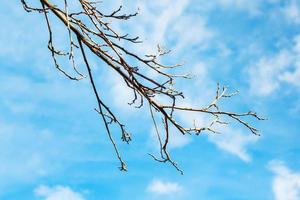 branche d'arbre nu avec fond de ciel bleu photo