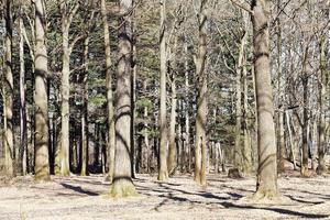 chênes nus dans la forêt de printemps photo