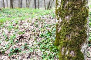 peupliers couverts de mousse et de jeune herbe verte photo