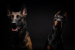 portrait d'un chien de berger belge et d'un doberman sur fond noir isolé. photo