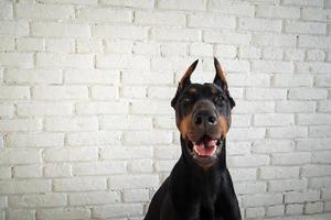 portrait d'un chien doberman. photo