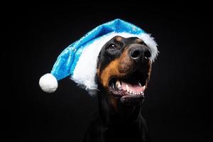 portrait d'un chien doberman dans un bonnet de noel isolé sur fond noir. photo