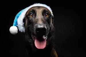 portrait d'un chien de berger dans un chapeau de père noël, isolé sur fond noir. photo