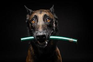 portrait d'un chien de berger belge avec un jouet dans sa bouche, tourné sur un fond noir isolé. photo