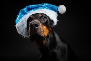 portrait d'un chien doberman dans un bonnet de noel isolé sur fond noir. photo