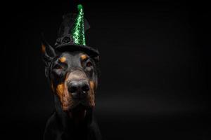 portrait d'un chien doberman dans une coiffe. carnaval ou halloween. photo