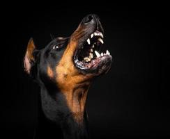 portrait d'un chien doberman sur fond noir isolé. photo