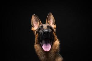 portrait d'un berger allemand devant un fond noir isolé. photo