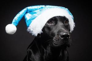 portrait d'un chien labrador retriever dans un bonnet de noel, isolé sur fond noir. photo