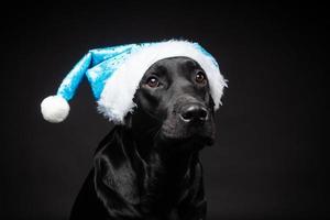 portrait d'un chien labrador retriever dans un bonnet de noel, isolé sur fond noir. photo