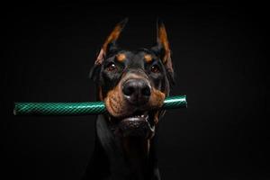 portrait d'un chien doberman avec un jouet dans sa bouche, tourné sur un fond noir isolé. photo