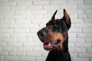 portrait d'un chien doberman. photo