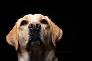 portrait d'un chien labrador retriever sur un fond noir isolé. photo