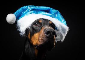 portrait d'un chien doberman dans un bonnet de noel isolé sur fond noir. photo