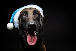 portrait d'un chien de berger dans un chapeau de père noël, isolé sur fond noir. photo