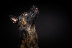 portrait d'un chien de berger belge sur un fond noir isolé. photo