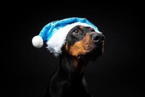 portrait d'un chien doberman dans un bonnet de noel isolé sur fond noir. photo