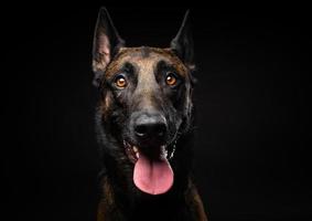 portrait d'un chien de berger belge sur un fond noir isolé. photo