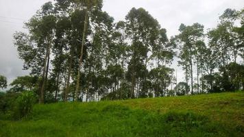 collines d'herbe avec de beaux arbres photo