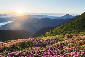 fleurs violettes en fleurs. majestueuses montagnes des carpates. beau paysage de nature intacte photo