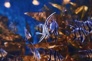 Enoplosus armatus. vue rapprochée sous l'eau des poissons tropicaux. la vie dans l'océan photo