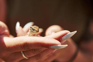 lézard sur la main de la femme à la journée ensoleillée à l'extérieur. conception de la faune. petit reptile photo