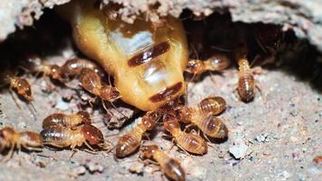 photo macro. reine des termites et termites travaillant dans un nid en terre. concept de petit monde animal