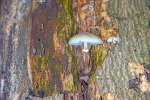 gros plan d'un champignon parasite des arbres sur un tronc d'arbre pendant la journée photo